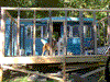 Porch with walls and dogs.